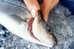 Cách phân biệt cá có bị nhiễm độc hay không chỉ bằng mắt thường