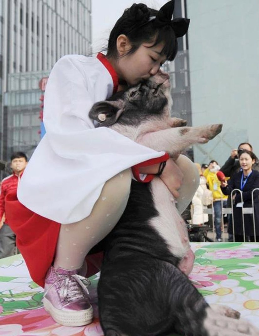 Nhân viên công ty Trung Quốc ôm hôn chú lợn thưởng Tết của mình. Ảnh: 