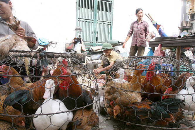 cấm bán gà vịt sống tại chợ