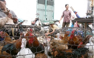 Cấm bán gà, vịt sống tại chợ, người bán thực phẩm phải khám sức khỏe định kỳ?