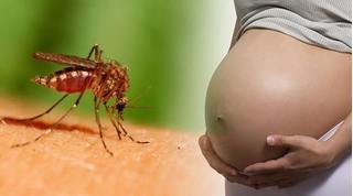Zika có mặt ở Bến Tre: Bà bầu làm ngay điều này để phòng tránh nguy hiểm cho thai nhi