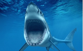 Vì sao cá mập lại “nghiện” cắn cáp quang biển AAG đến thế?