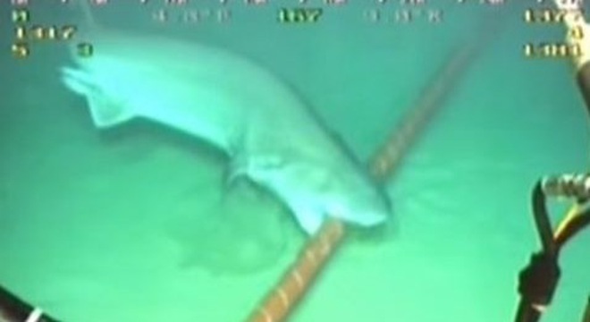 Đứt cáp quang biển AAG 2017: Vì sao cá mập thích cắn cáp biển? 2