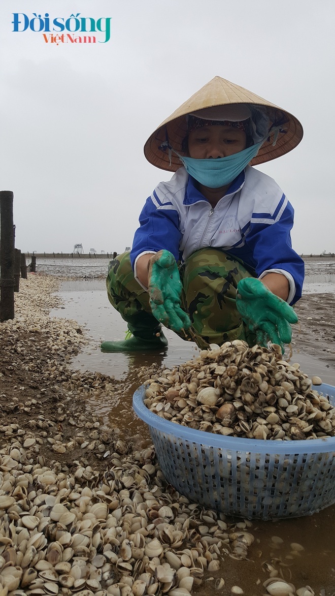 Ngao chết hàng loạt ở Thanh Hóa 5