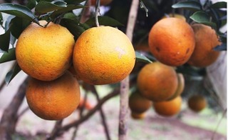 Nông dân thoát nghèo, thành triệu phú nhờ trồng cam Khe Mây
