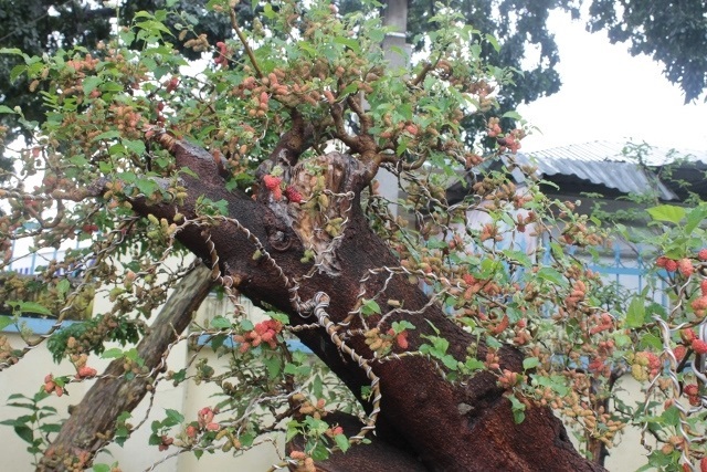 cây dâu giá 150 triệu ở Nha Trang
