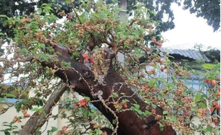 Cây dâu 150 tuổi chi chít quả được ra giá 50 triệu ở Nha Trang
