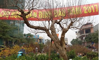 Chiêm ngưỡng cây đào dáng độc nhất vô nhị ở Hà Nội