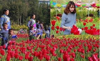 Chiêm ngưỡng cánh đồng hoa tulip đẹp như tranh ở Lào Cai