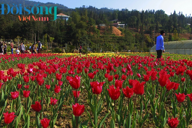 Chiêm ngưỡng cánh đồng hoa tulip 3