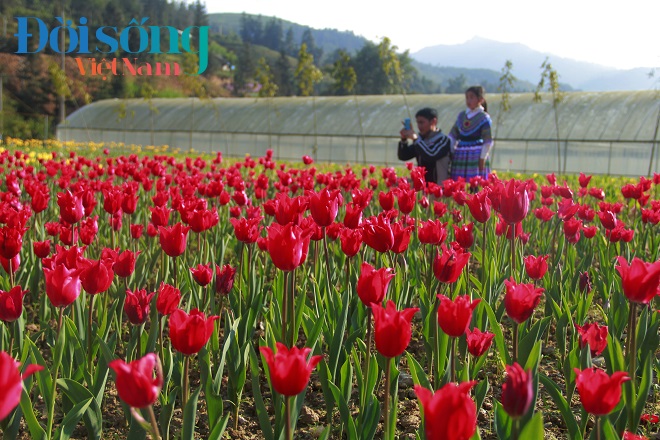 Chiêm ngưỡng cánh đồng hoa tulip 5