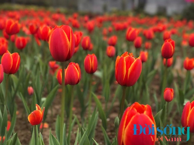 Chiêm ngưỡng cánh đồng hoa tulip 6