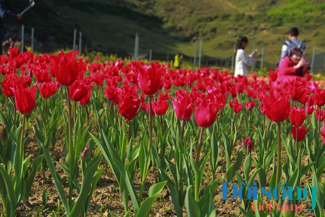Chiêm ngưỡng cánh đồng hoa tulip 8