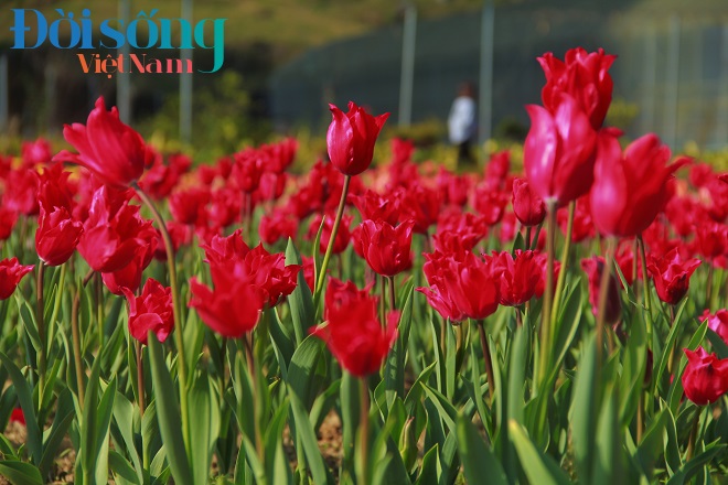 Chiêm ngưỡng cánh đồng hoa tulip 13