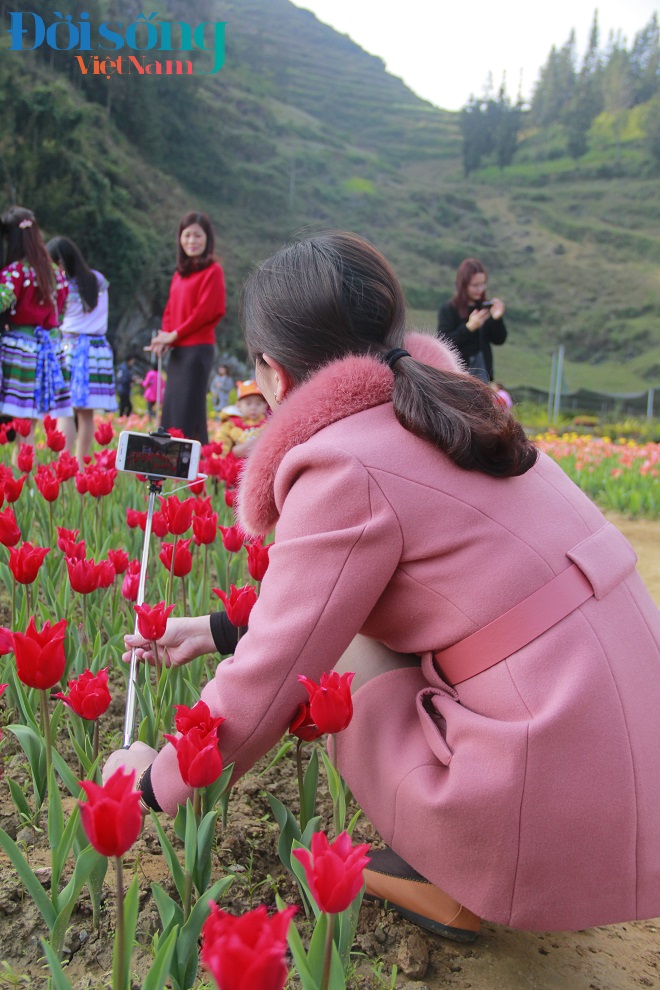 Chiêm ngưỡng cánh đồng hoa tulip 14