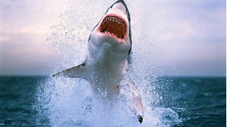 Phim kinh dị đời thực: 13 con cá mập nhăm nhe lao khỏi bể chứa vỡ kính 
