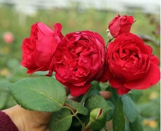 Mê mẩn vườn hồng cổ của nàng 9X - nhiều cây giá hàng trăm triệu đồng