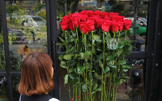 Qùa tặng Valentine: Hoa hồng cao 2m, 15 triệu/bó