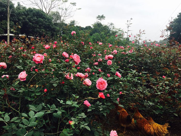 Vườn hoa hồng 1