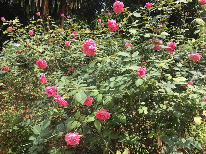 Vườn hoa hồng 2