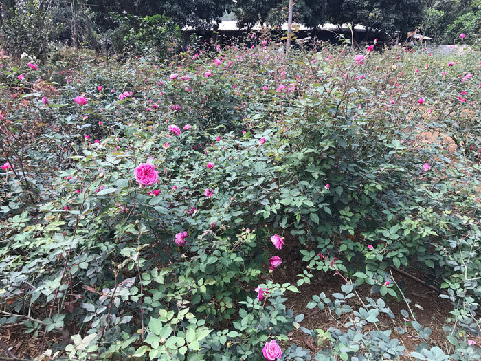 Vườn hoa hồng 3
