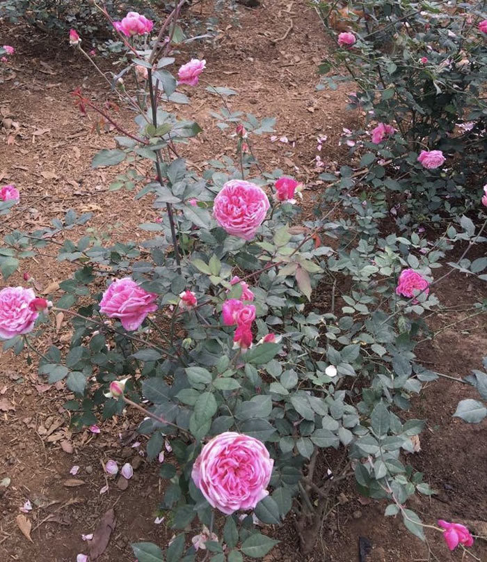 Vườn hoa hồng 5