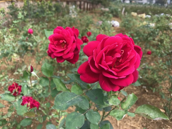 Vườn hoa hồng 6
