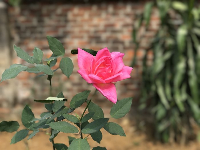 Vườn hoa hồng 7