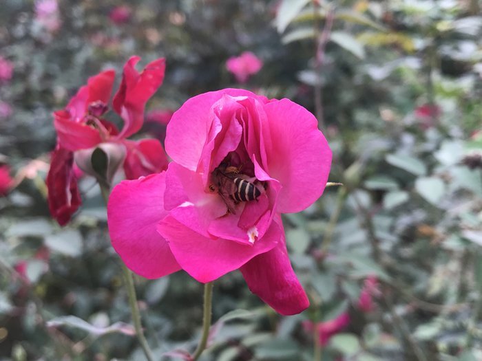 Vườn hoa hồng 9