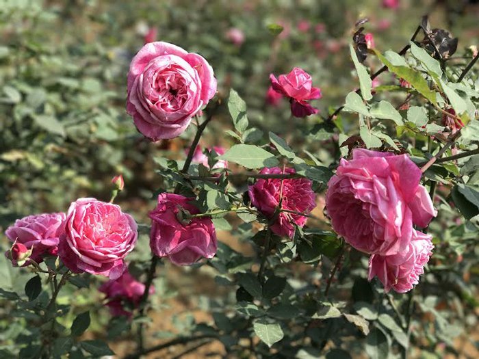 Vườn hoa hồng 10