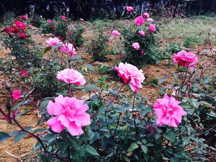 Vườn hoa hồng 12