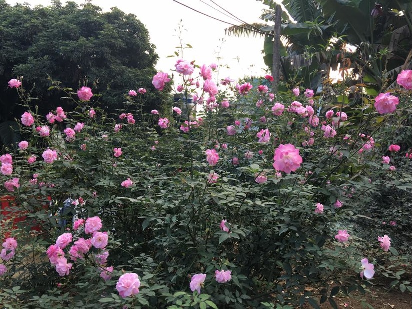 Vườn hoa hồng 13
