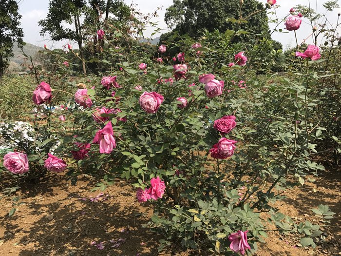 Vườn hoa hồng 14