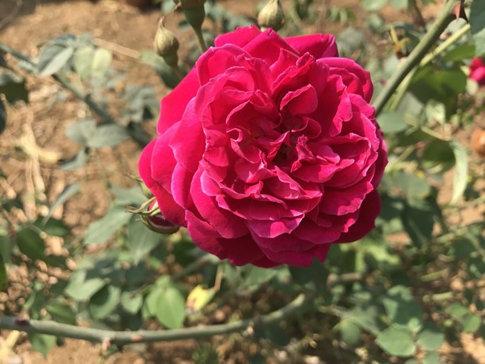 Vườn hoa hồng 16
