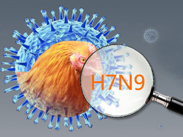 cúm gia cầm H7N9 2