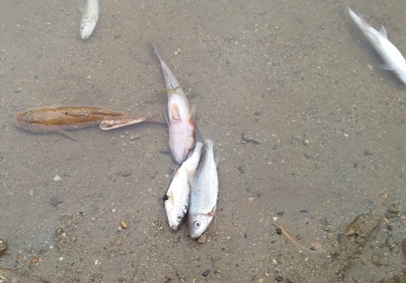 cá chết hàng loạt ở sông Âm 2