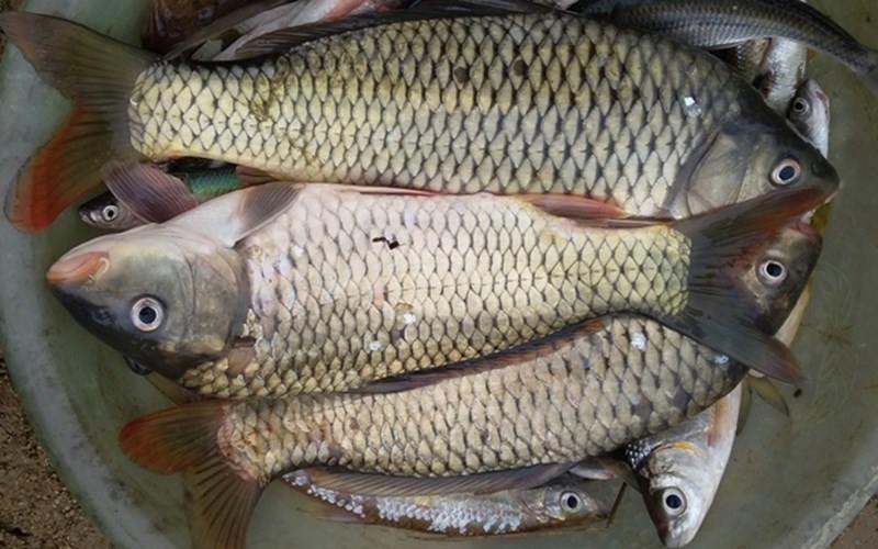 cá chết hàng loạt ở sông Âm 3