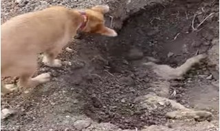 Video những chú chó nghĩa tình tự xúc đất chôn anh em đầy xúc động 