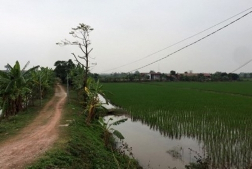 đá gà ăn tiền 2