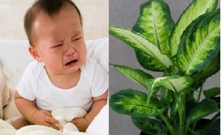 8 loại cây cảnh phổ biến chứa “độc tố” có thể khiến trẻ tử vong, bố mẹ cần ném ngay khỏi nhà