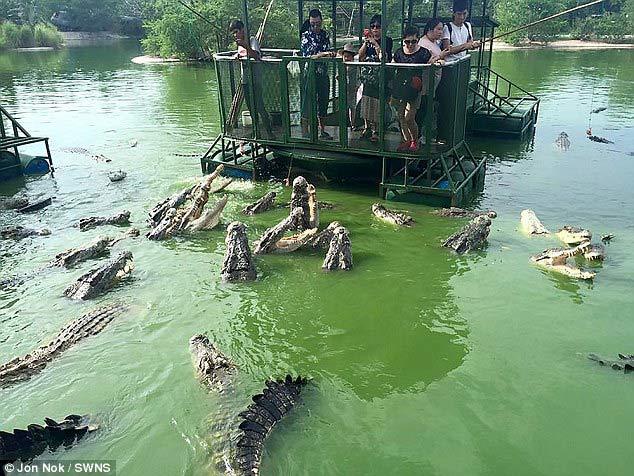 Những con cá sấu háu đói đang vây quanh nhóm du khách mạo hiểm. Ảnh: Jon nok