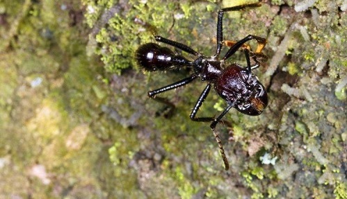 Loài kiến này có nọc độc cực kì mạnh