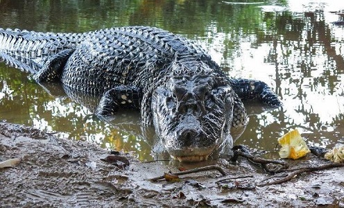 Loài cá sấu khổng lồ trong rừng Amazon