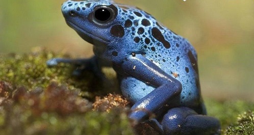 Loài ếch với lớp da ngoài cực độc