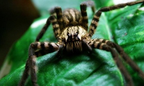 Loài nhện độc Brazil