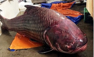 Nghe ngư dân Sài thành khoe chuyện đánh vật với cá hô khủng nặng 60kg, dài cả mét