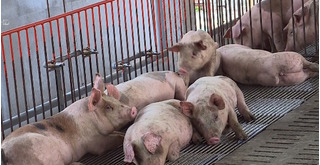 Một doanh nghiệp cam kết thu mua 40.000 con lợn