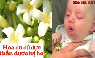 Hóa ra hoa đu đủ trị ho cực hiệu quả ở trẻ em mà bây giờ bạn mới biết