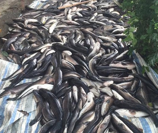 Hàng loạt cá lóc chết nghi bị đầu độc ở Kiên Giang