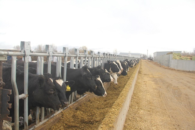 Các cô bò giống HF cao sản được các chuyên gia Vinamilk lựa chọn kỹ càng và đưa về từ Mỹ